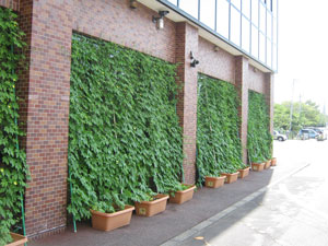 写真：本庁舎環境棟前 緑のカーテン1