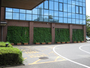 写真：本庁舎環境棟前 緑のカーテン2