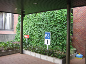 写真：本庁舎正面玄関脇 緑のカーテン