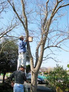 写真：木の上に巣箱を設置する様子