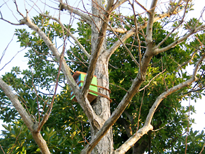 写真：木の上部に設置された巣箱