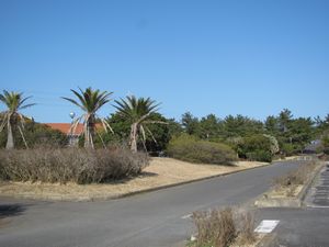 写真：若松緑地公園