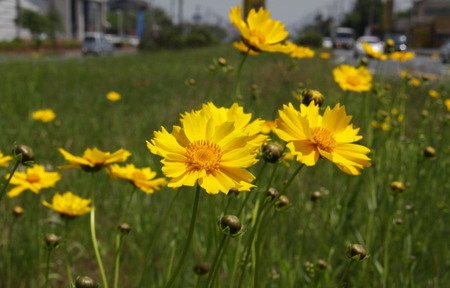 写真：オオキンケイギクの花