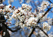 写真：桜まつり