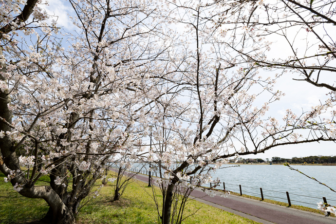 写真：神之池の桜