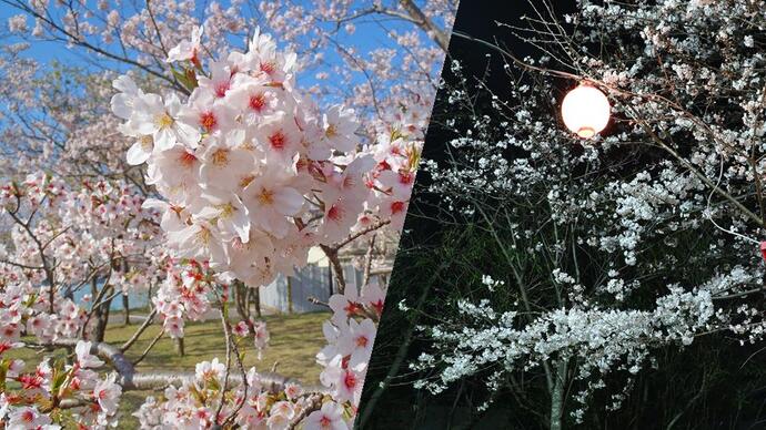 写真：神之池で咲く桜の昼と夜