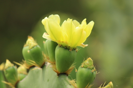 写真：ウチワサボテンの花の接写