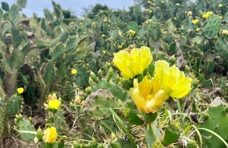 写真：ウチワサボテンの花