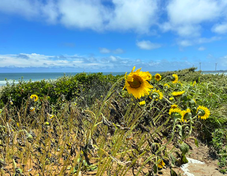 写真：花壇に咲くヒマワリ