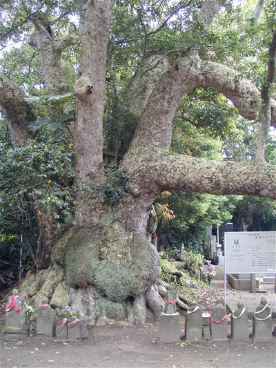 写真：波崎の大タブ