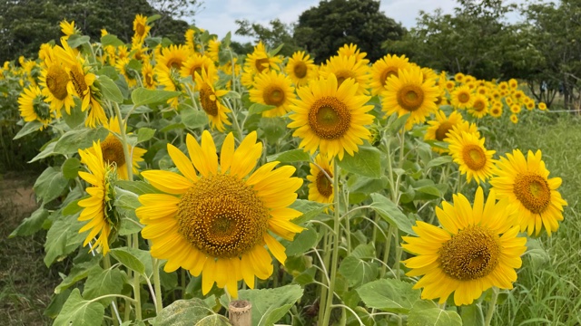 写真：開花したひまわりの花々