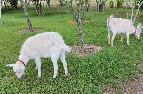 写真：草を食べる2匹のヤギ