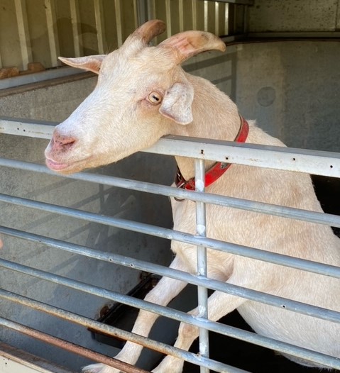 写真：小屋の柵に前足をかける赤い首輪をしたヤギの「ゆめたろう」