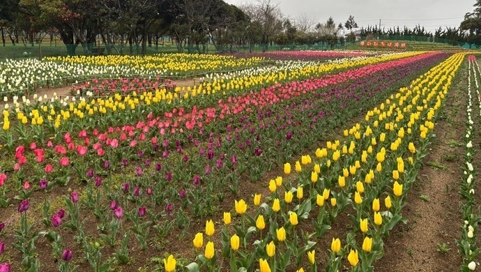 写真：畑一面に、白・ピンク・紫・黄色などさまざまな花をつけたチューリップ