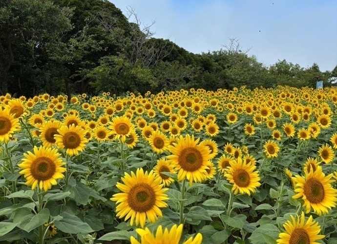 写真：正面を向く満開のひまわり