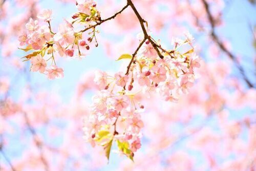 写真:満開に咲いた桜
