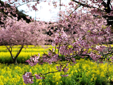 写真：菜の花をバックに満開の桜を撮影