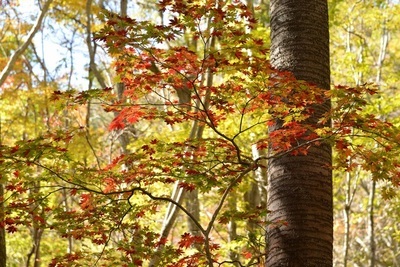 写真：紅葉で色づき始めたもみじ