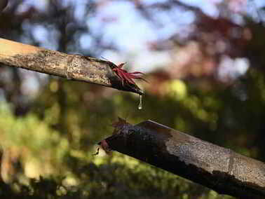 写真：ししおどしから滴り落ちそうな雫