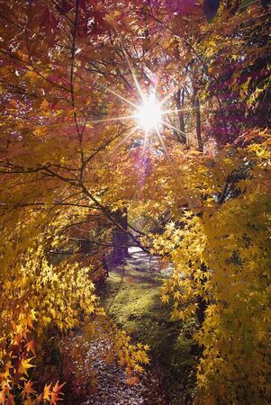 写真：晩秋の山