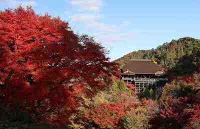 画像：色鮮やかな紅葉と荘厳なお寺