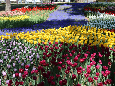 写真：色鮮やかなチューリップ花畑