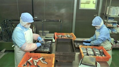 写真：工場で魚の身をトレーに詰めている様子
