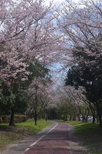 写真：神之池の桜(左にまがる道にそって両脇に空を覆うように並ぶ満開の桜)