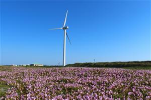 写真：ハマヒルガオの花でピンク色に染まる波崎海岸と風車