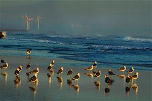 写真：夕日に照らされた波崎海岸の波打ち際に20匹以上たたずむ野鳥たち。その後ろには風車がうっすらと見えます。