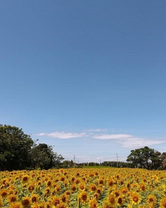 写真：青空と一面に咲くひまわり