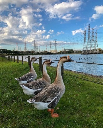 写真：池の前に並ぶガチョウ3匹