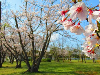 写真：神之池緑地の桜