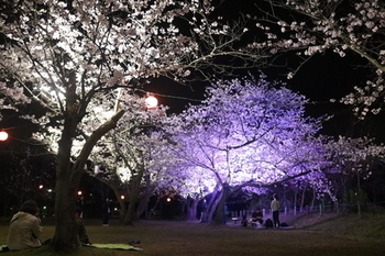 写真：ライトアップされ鮮やかに咲いている夜桜