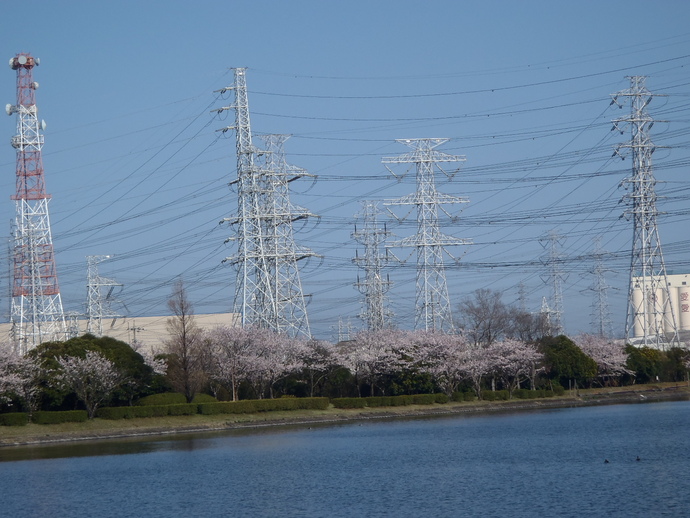 写真：園内から見える送電塔と池