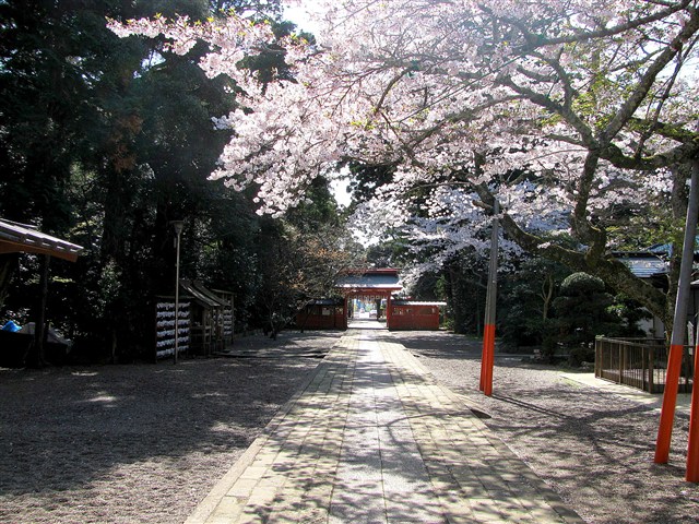 写真：境内に咲く桜