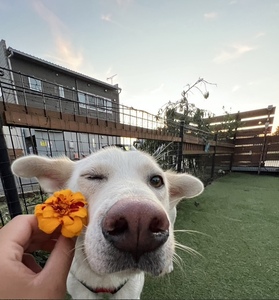 写真：右頬に花を添えられウインクする犬