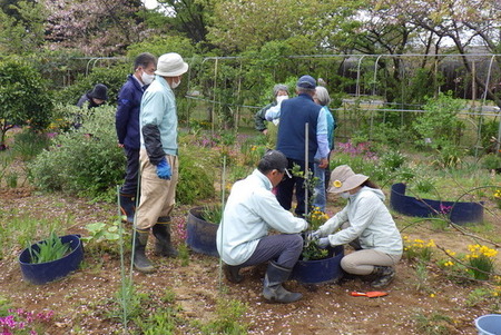 写真：どんぐり会の皆さんが柿の木を植樹している様子