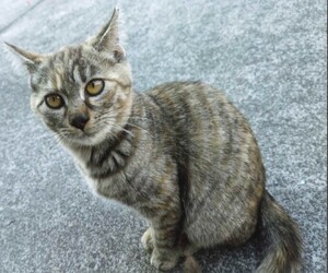 写真：NO.33のキジむぎ柄の猫の姿
