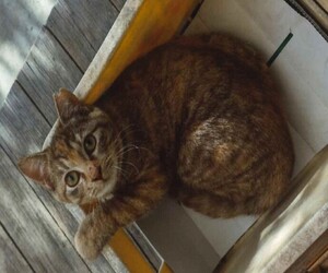 写真：箱の中でくつろぐ麦わら柄の猫の姿