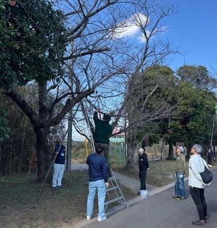 写真:はしごに上りながらテングス病の枝を剪定しているようす