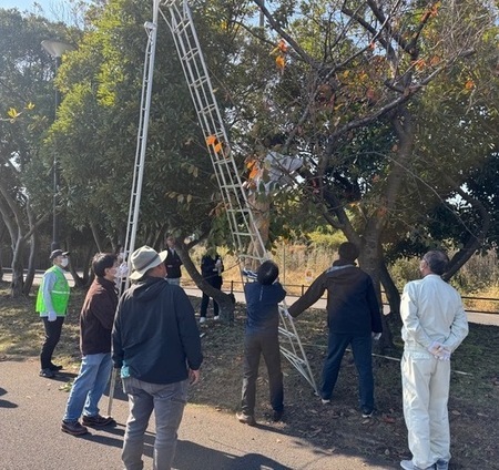 写真:桜守隊が協力してテングス病の枝を剪定しているようす