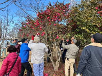 写真：剪定作業に勤しむ桜守隊