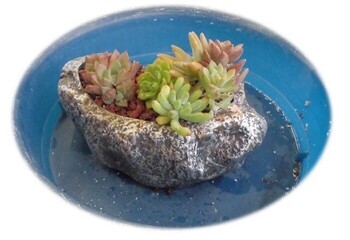 写真：講座で作る多肉植物の寄せ植えのイメージ