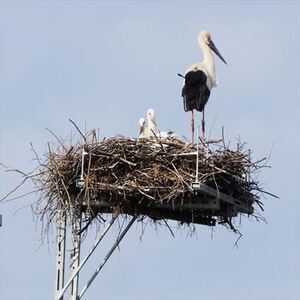 写真：巣塔の上で子守をするコウノトリ