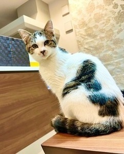 写真：今回飼い主を募集するキジ白柄の猫の姿