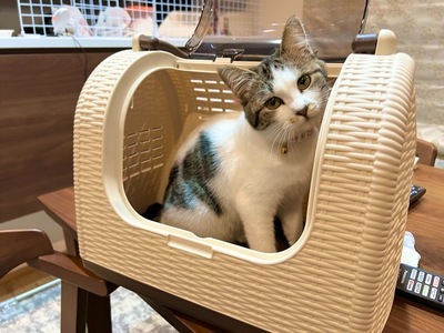 写真：キャリーの中に入り座る猫