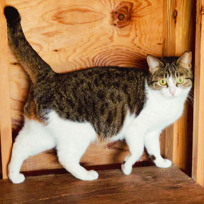 写真：今回飼い主を募集するキジ白猫の姿