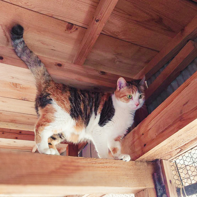 写真：今回飼い主を募集する三毛猫の姿