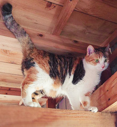 写真：NO.40の三毛猫の姿
